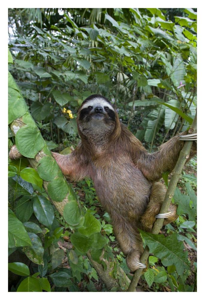 Brown-throated Three-toed Sloth male, Aviarios Sloth Sanctuary, Costa Rica-Paper Art-26"x38"