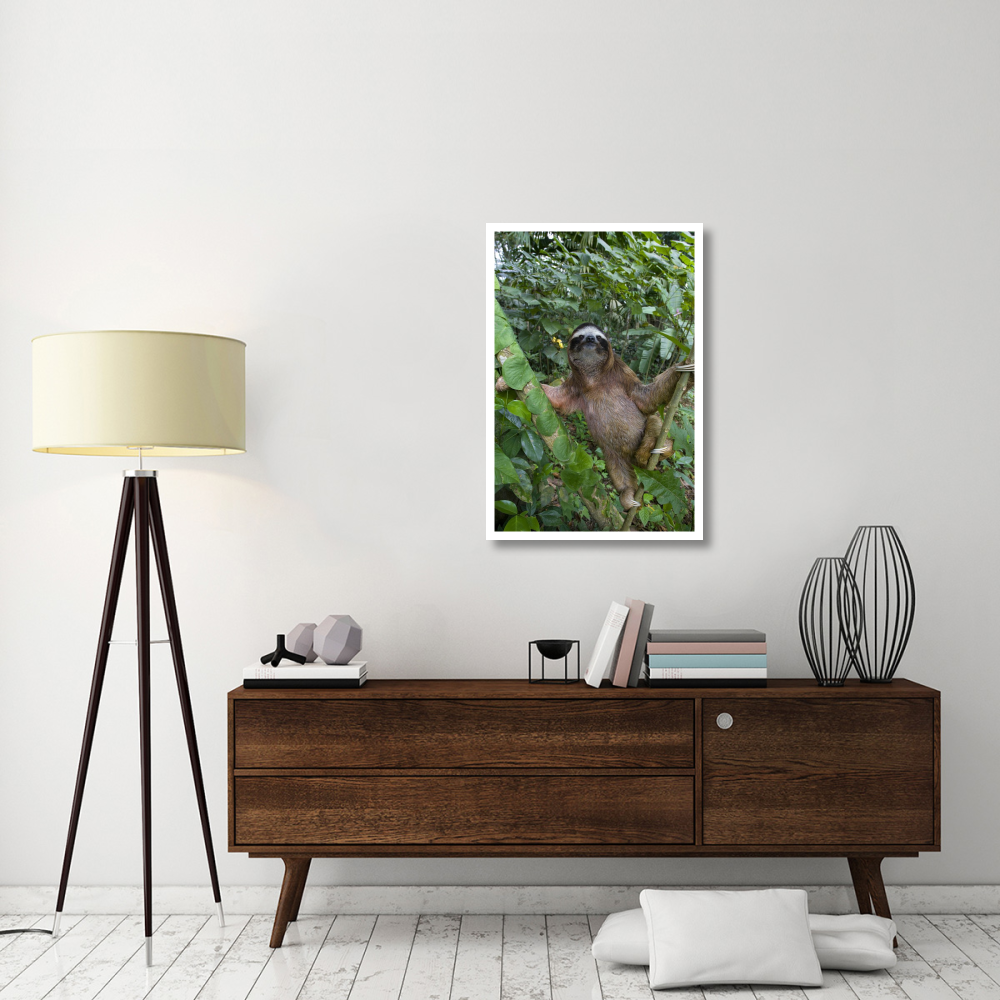 Brown-throated Three-toed Sloth male, Aviarios Sloth Sanctuary, Costa Rica-Paper Art-26&quotx38"