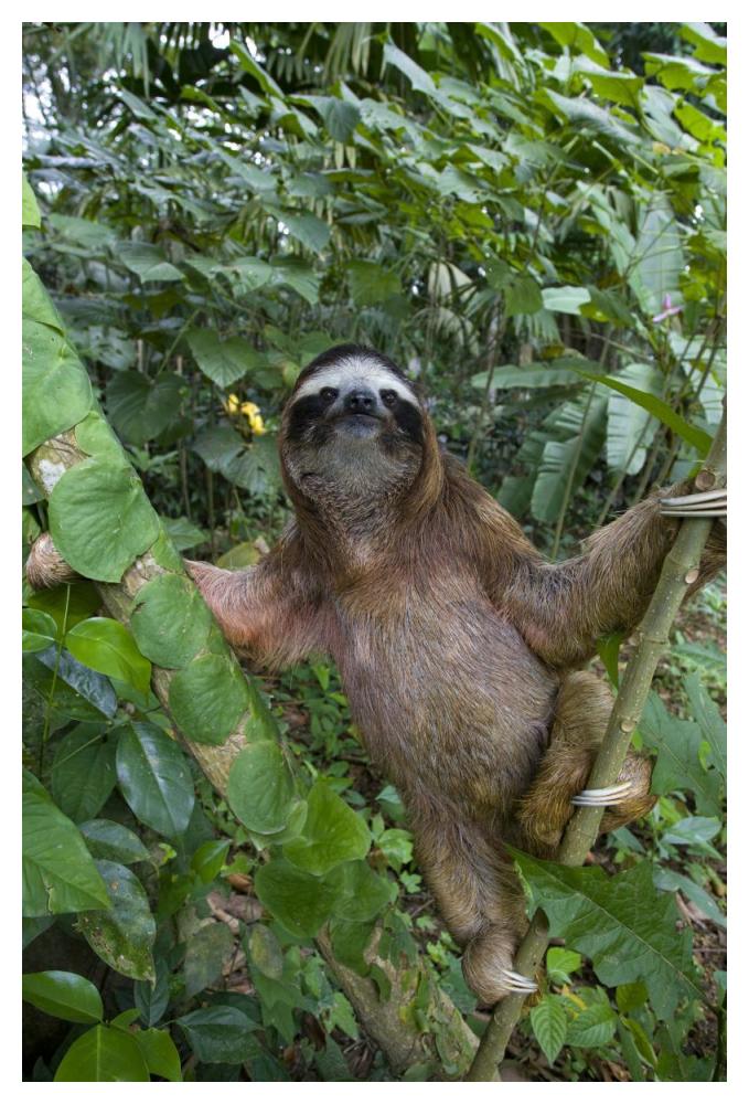 Brown-throated Three-toed Sloth male, Aviarios Sloth Sanctuary, Costa Rica-Paper Art-34"x50"