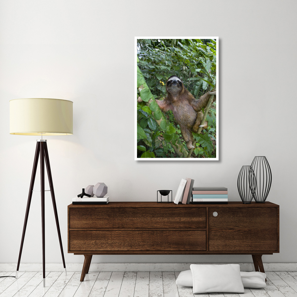 Brown-throated Three-toed Sloth male, Aviarios Sloth Sanctuary, Costa Rica-Paper Art-34&quotx50"