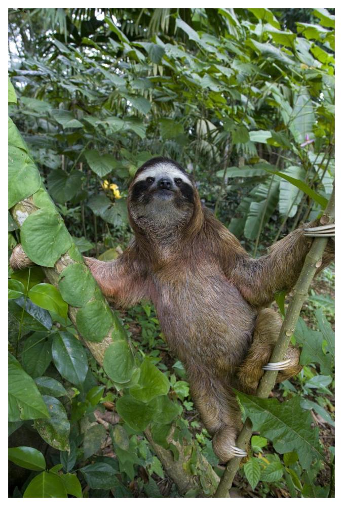 Brown-throated Three-toed Sloth male, Aviarios Sloth Sanctuary, Costa Rica-Paper Art-42"x62"