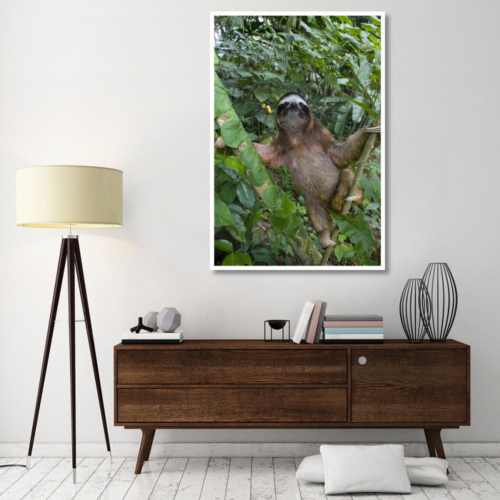 Brown-throated Three-toed Sloth male, Aviarios Sloth Sanctuary, Costa Rica-Paper Art-42&quotx62"