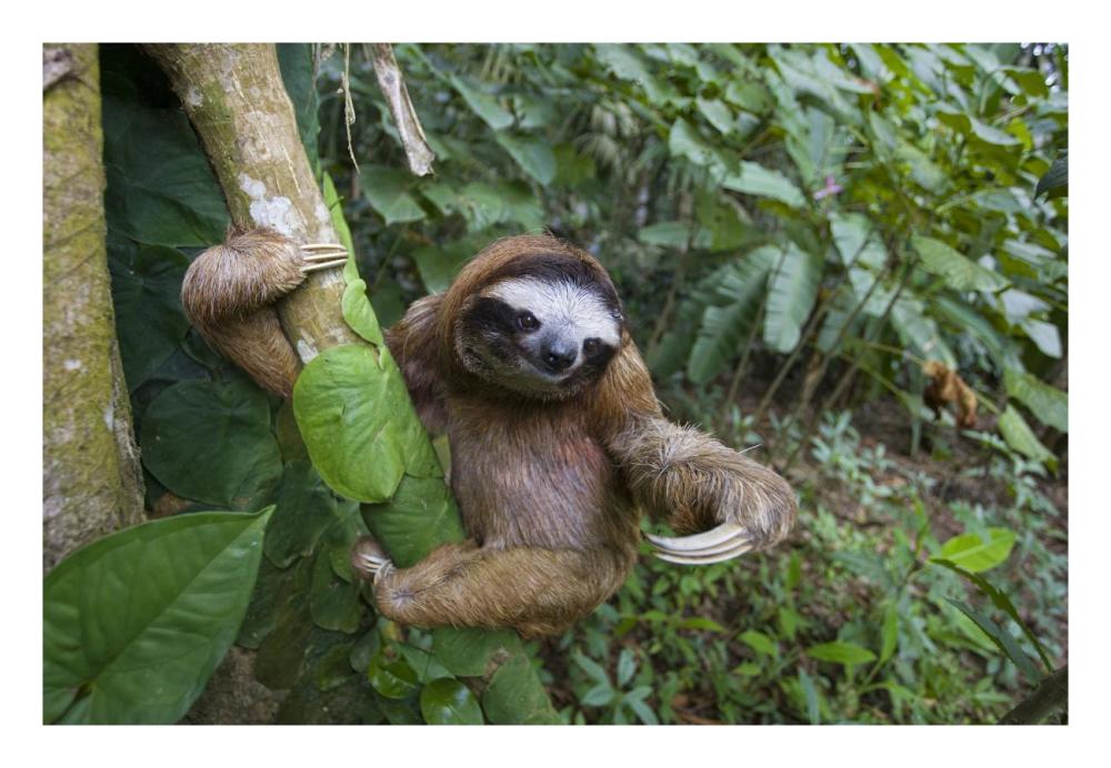 Brown-throated Three-toed Sloth male, Aviarios Sloth Sanctuary, Costa Rica-Paper Art-26"x18"
