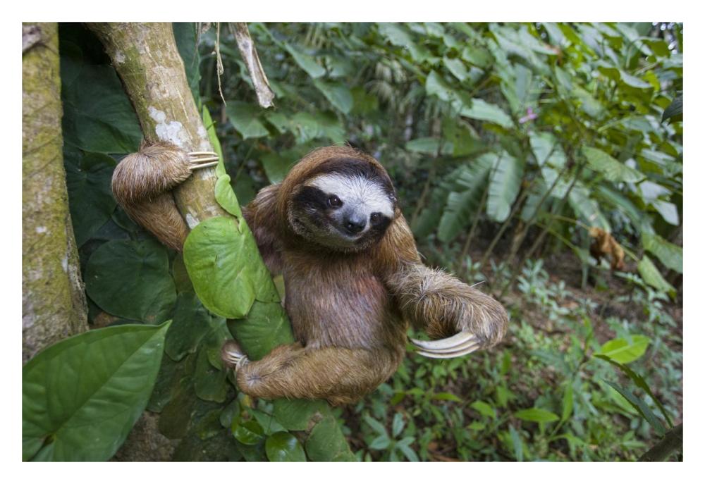 Brown-throated Three-toed Sloth male, Aviarios Sloth Sanctuary, Costa Rica-Paper Art-32"x22"