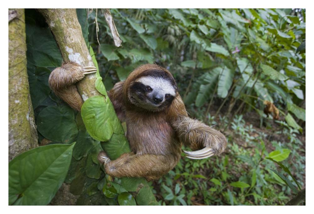 Brown-throated Three-toed Sloth male, Aviarios Sloth Sanctuary, Costa Rica-Paper Art-38"x26"