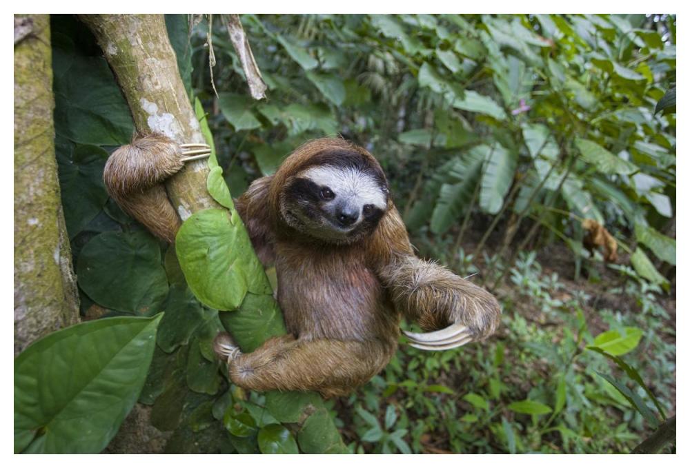 Brown-throated Three-toed Sloth male, Aviarios Sloth Sanctuary, Costa Rica-Paper Art-50"x34"