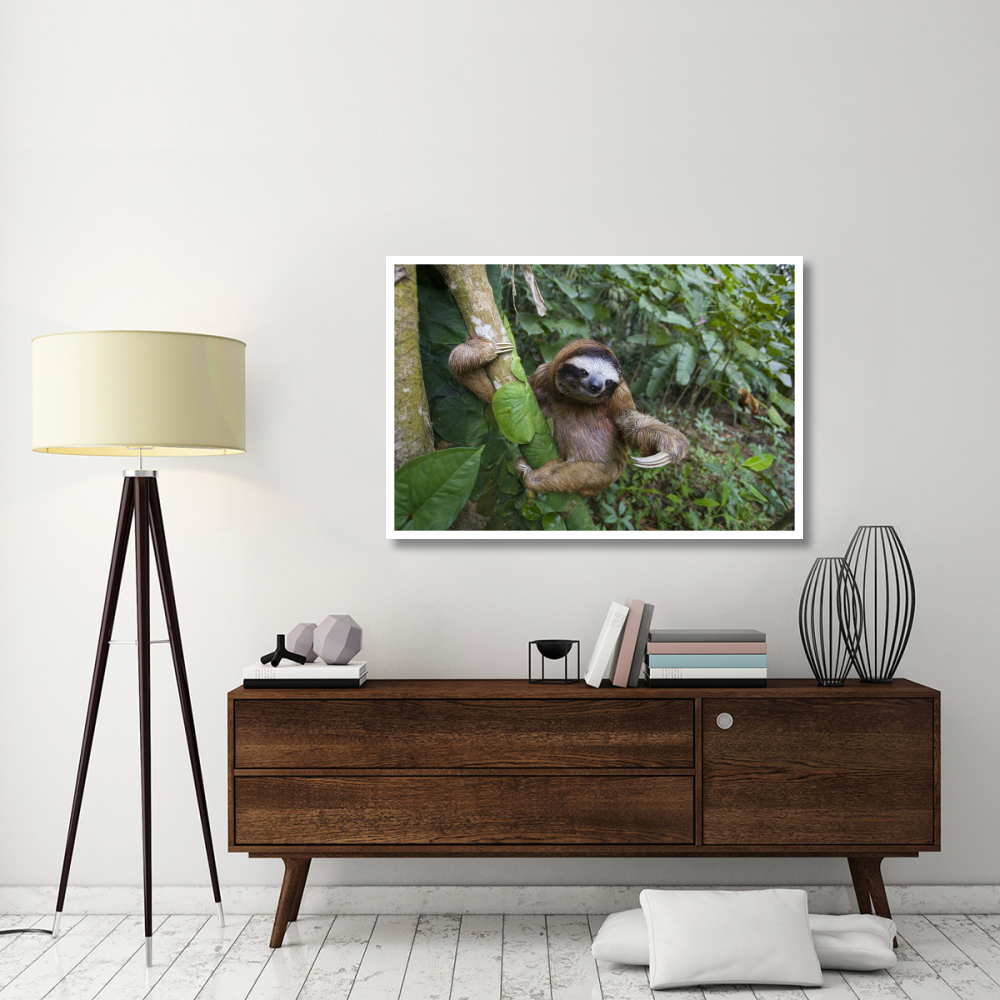 Brown-throated Three-toed Sloth male, Aviarios Sloth Sanctuary, Costa Rica-Paper Art-50&quotx34"