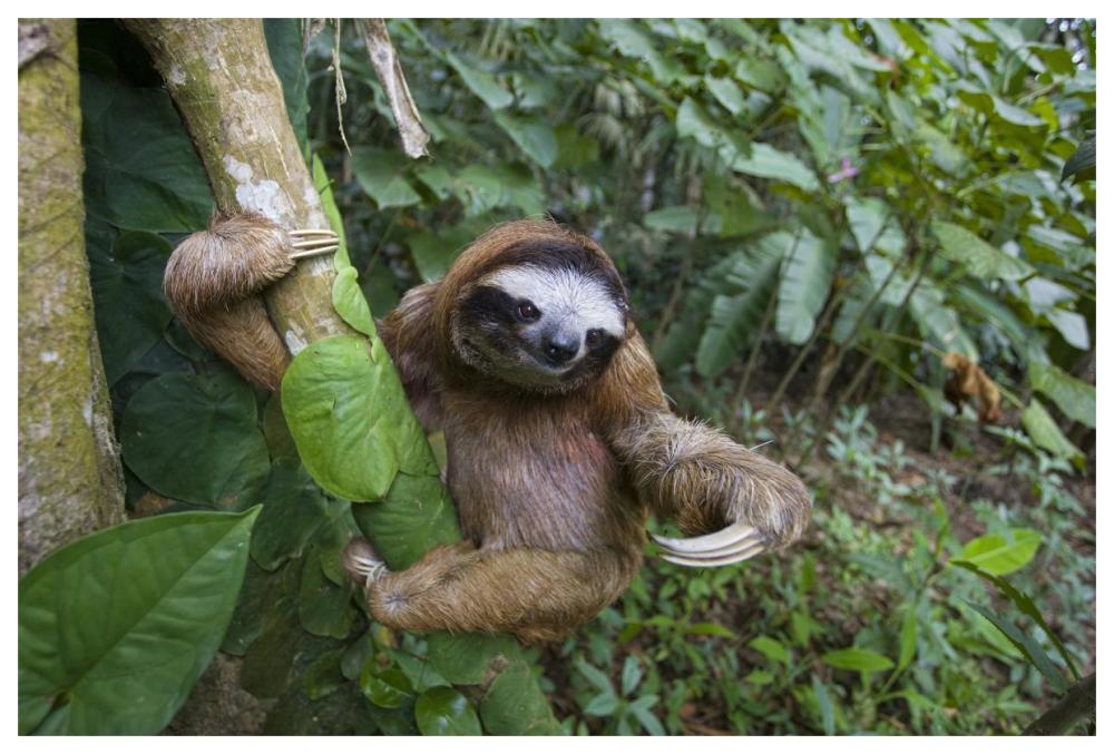 Brown-throated Three-toed Sloth male, Aviarios Sloth Sanctuary, Costa Rica-Paper Art-62"x42"