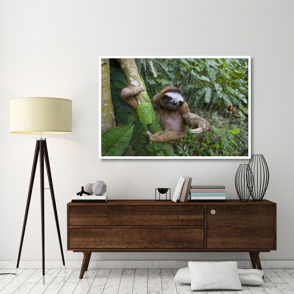 Brown-throated Three-toed Sloth male, Aviarios Sloth Sanctuary, Costa Rica-Paper Art-62&quotx42"