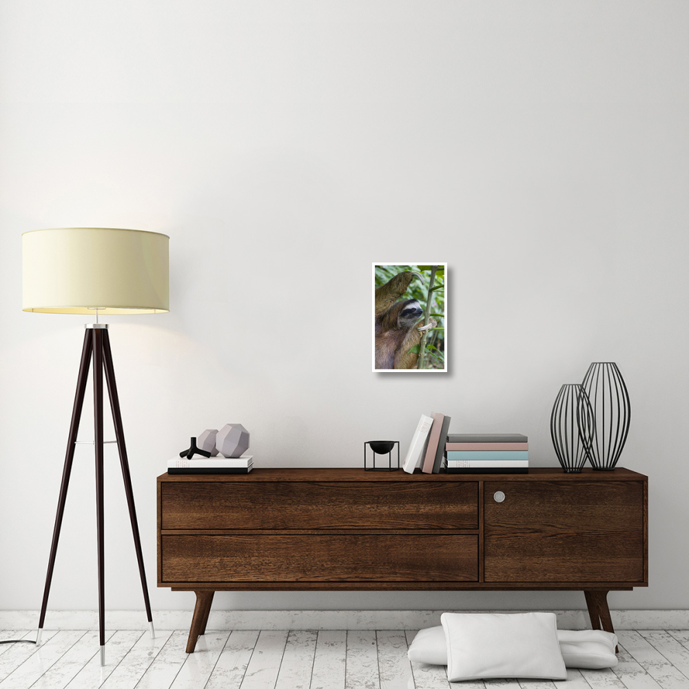 Brown-throated Three-toed Sloth male, Aviarios Sloth Sanctuary, Costa Rica-Paper Art-14&quotx20"