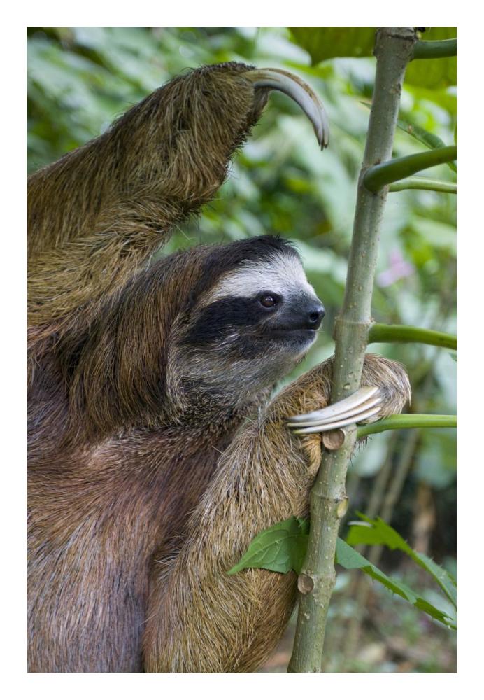 Brown-throated Three-toed Sloth male, Aviarios Sloth Sanctuary, Costa Rica-Paper Art-18"x26"