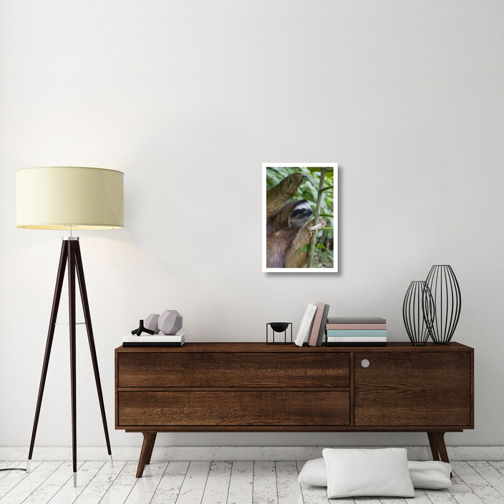 Brown-throated Three-toed Sloth male, Aviarios Sloth Sanctuary, Costa Rica-Paper Art-18&quotx26"