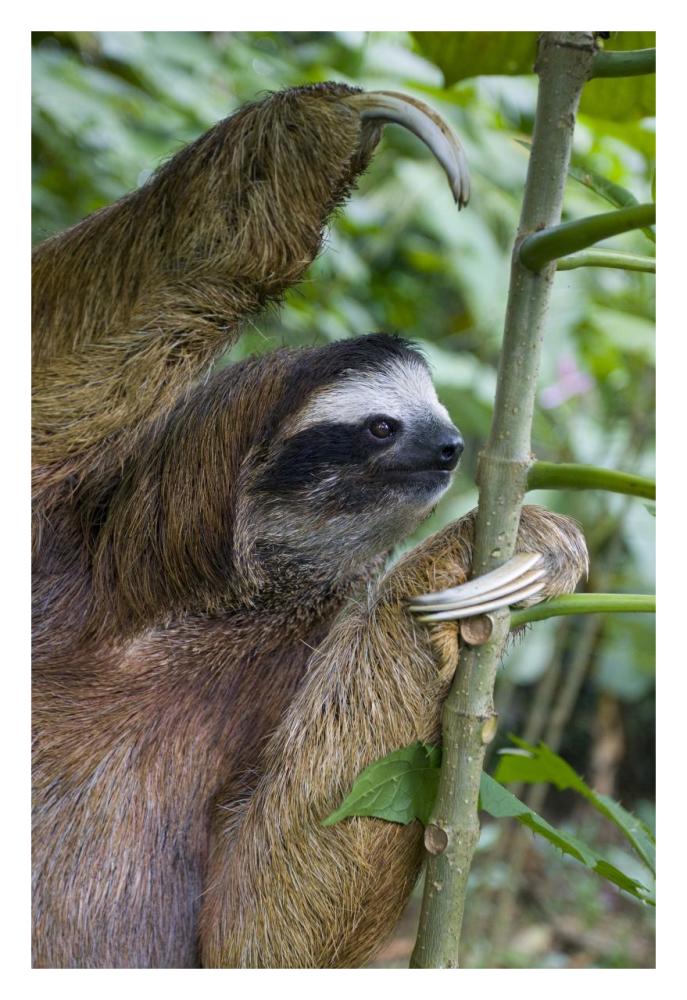 Brown-throated Three-toed Sloth male, Aviarios Sloth Sanctuary, Costa Rica-Paper Art-22"x32"