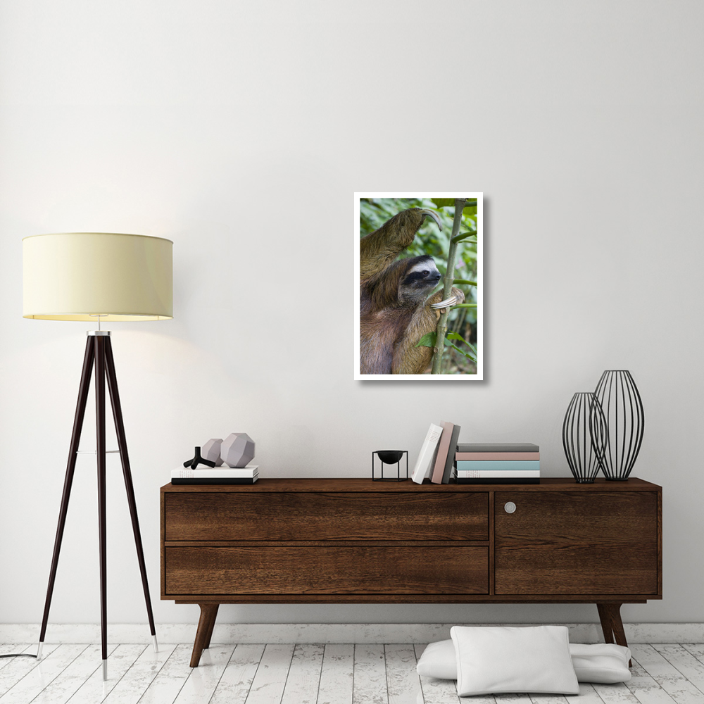 Brown-throated Three-toed Sloth male, Aviarios Sloth Sanctuary, Costa Rica-Paper Art-22&quotx32"