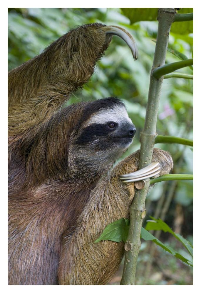 Brown-throated Three-toed Sloth male, Aviarios Sloth Sanctuary, Costa Rica-Paper Art-26"x38"