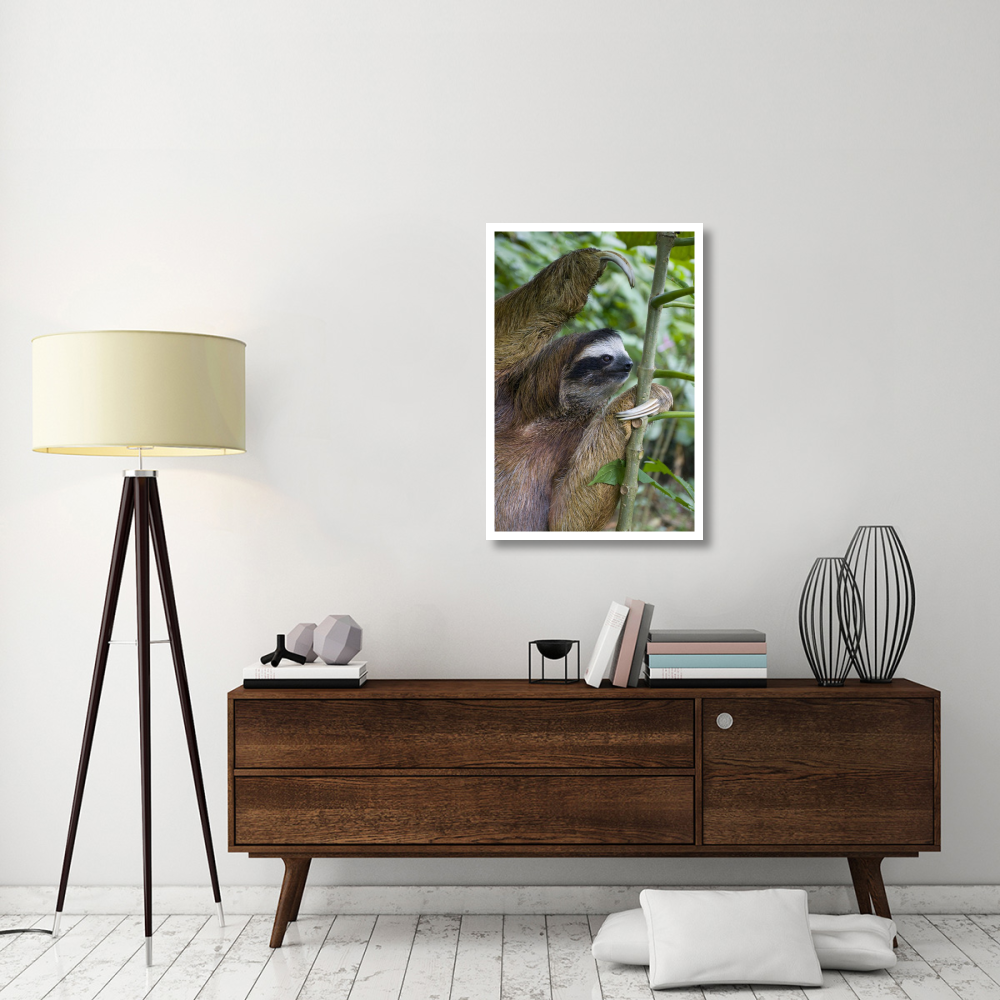 Brown-throated Three-toed Sloth male, Aviarios Sloth Sanctuary, Costa Rica-Paper Art-26&quotx38"