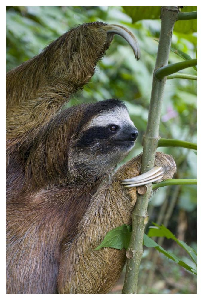 Brown-throated Three-toed Sloth male, Aviarios Sloth Sanctuary, Costa Rica-Paper Art-34"x50"