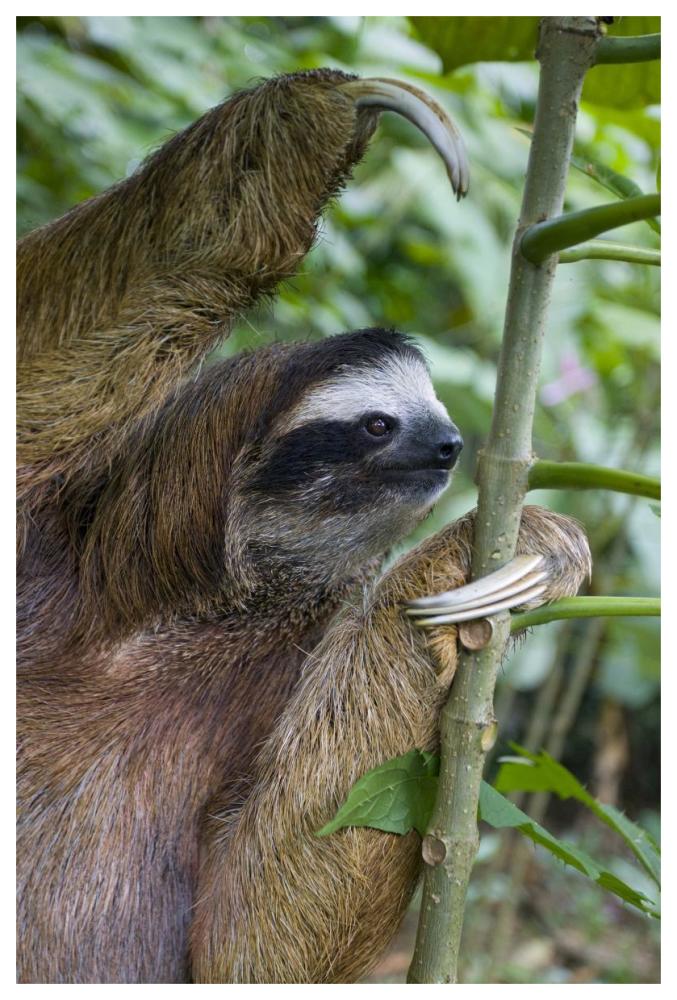 Brown-throated Three-toed Sloth male, Aviarios Sloth Sanctuary, Costa Rica-Paper Art-42"x62"