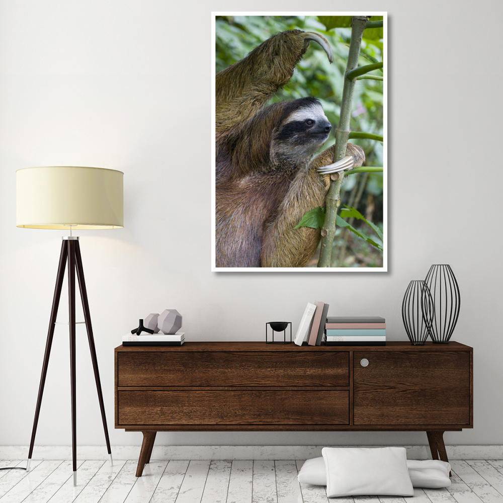 Brown-throated Three-toed Sloth male, Aviarios Sloth Sanctuary, Costa Rica-Paper Art-42&quotx62"