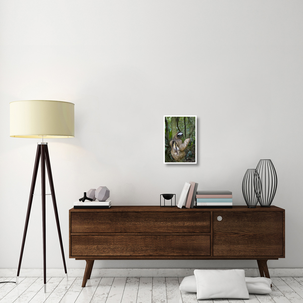 Brown-throated Three-toed Sloth male, Aviarios Sloth Sanctuary, Costa Rica-Paper Art-14&quotx20"