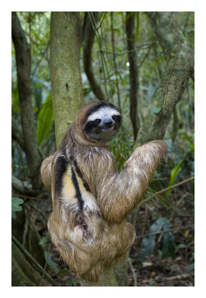 Brown-throated Three-toed Sloth male, Aviarios Sloth Sanctuary, Costa Rica-Paper Art-18"x26"