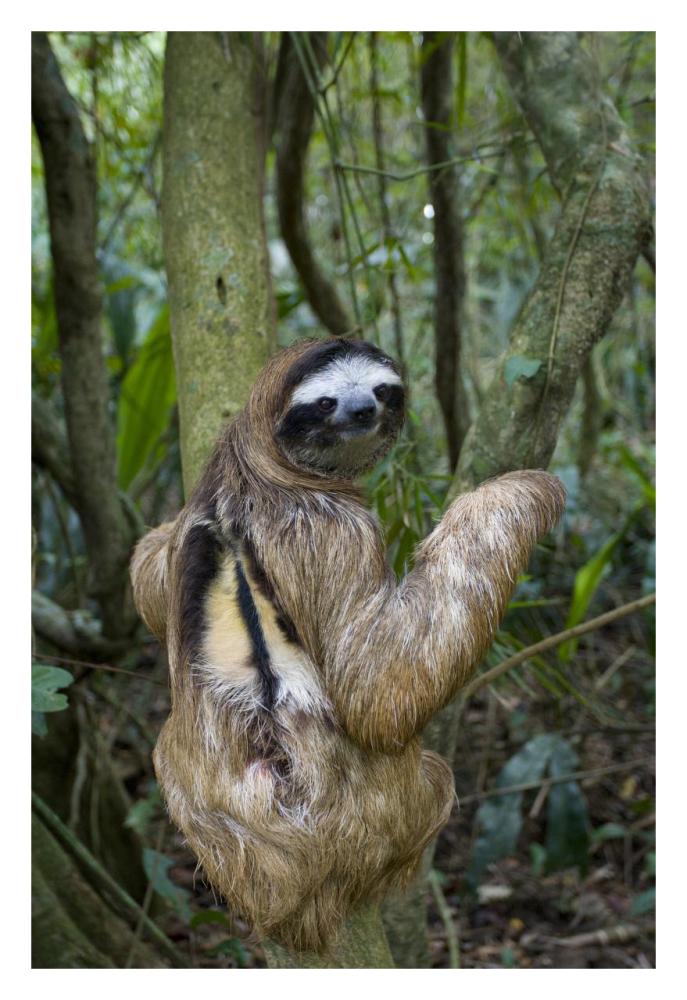 Brown-throated Three-toed Sloth male, Aviarios Sloth Sanctuary, Costa Rica-Paper Art-22"x32"