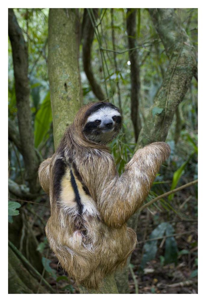 Brown-throated Three-toed Sloth male, Aviarios Sloth Sanctuary, Costa Rica-Paper Art-26"x38"