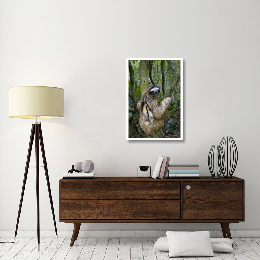 Brown-throated Three-toed Sloth male, Aviarios Sloth Sanctuary, Costa Rica-Paper Art-26&quotx38"