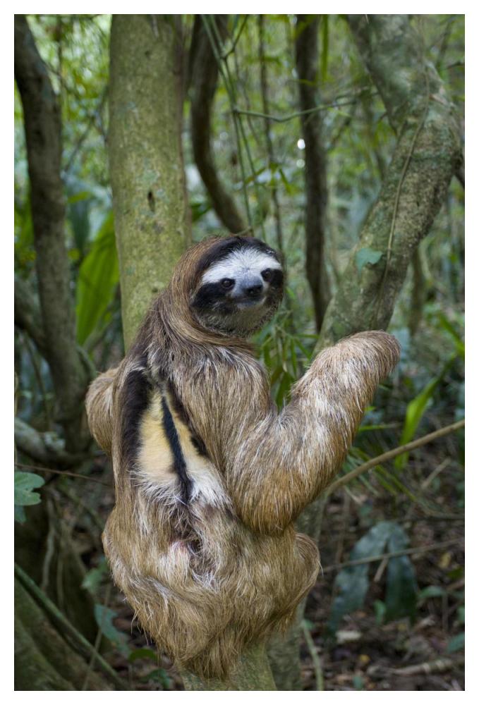 Brown-throated Three-toed Sloth male, Aviarios Sloth Sanctuary, Costa Rica-Paper Art-34"x50"