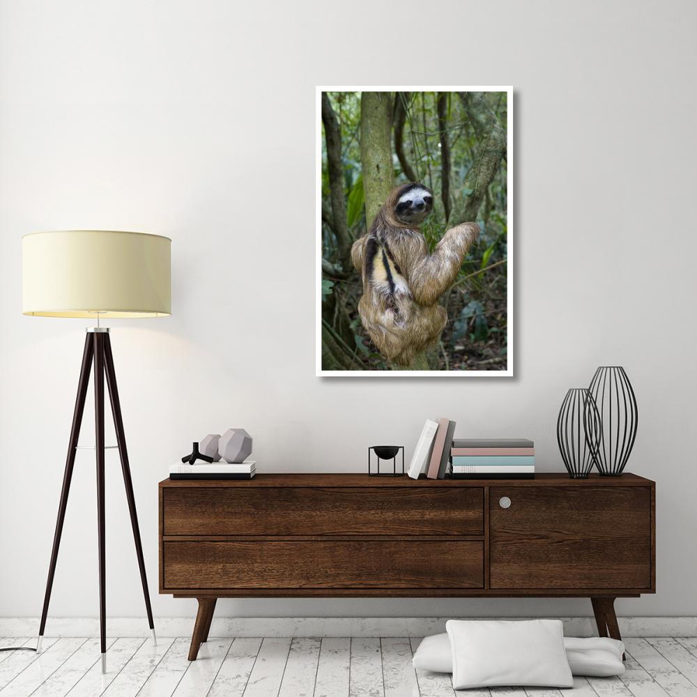 Brown-throated Three-toed Sloth male, Aviarios Sloth Sanctuary, Costa Rica-Paper Art-34&quotx50"