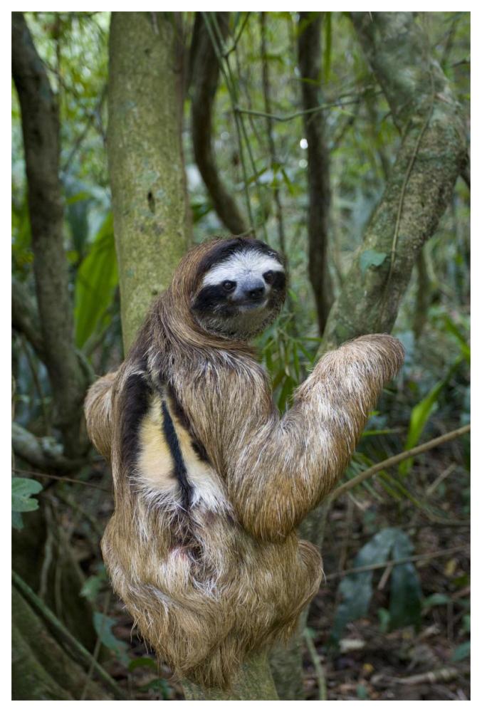 Brown-throated Three-toed Sloth male, Aviarios Sloth Sanctuary, Costa Rica-Paper Art-42"x62"