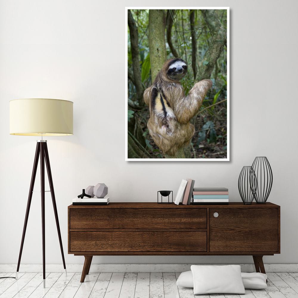 Brown-throated Three-toed Sloth male, Aviarios Sloth Sanctuary, Costa Rica-Paper Art-42&quotx62"