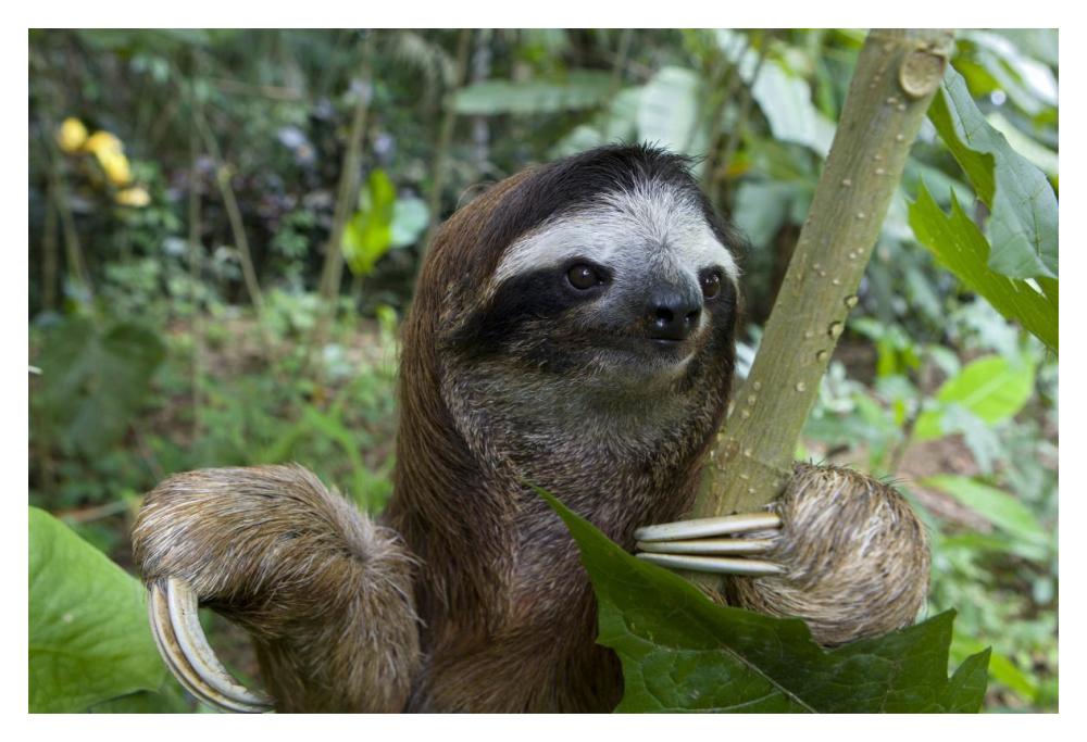 Brown-throated Three-toed Sloth male, Aviarios Sloth Sanctuary, Costa Rica-Paper Art-20"x14"