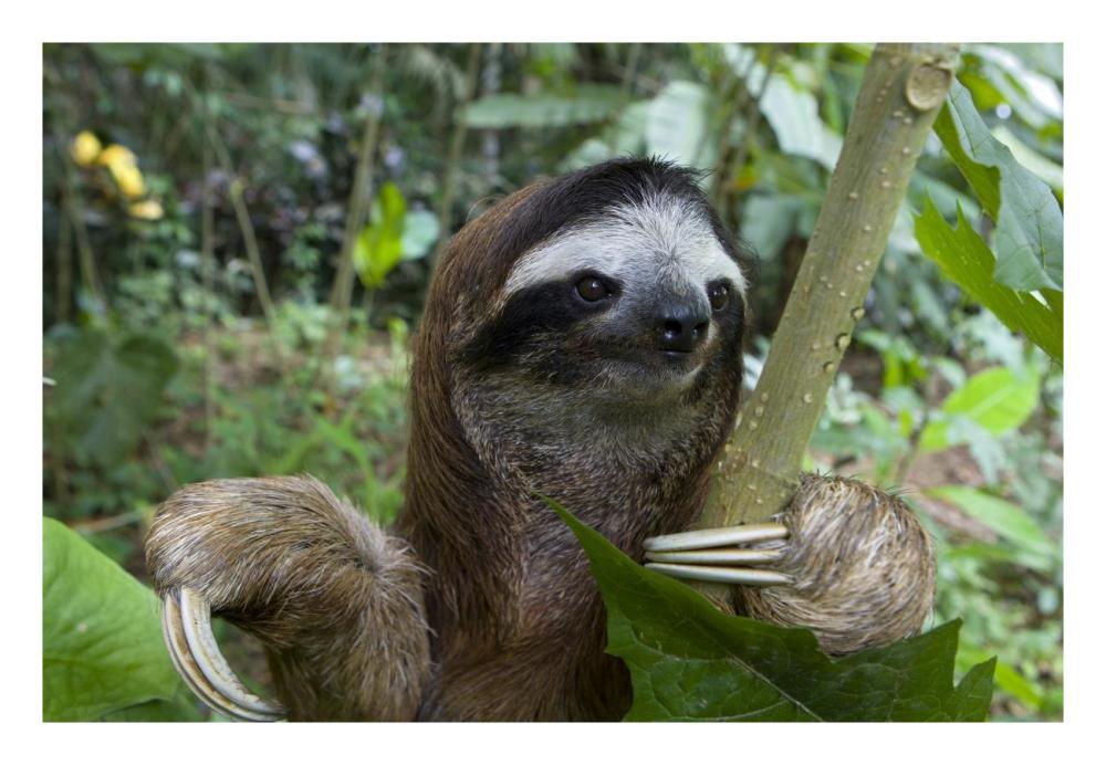 Brown-throated Three-toed Sloth male, Aviarios Sloth Sanctuary, Costa Rica-Paper Art-26"x18"
