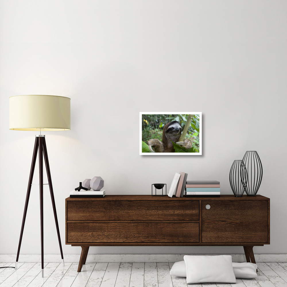 Brown-throated Three-toed Sloth male, Aviarios Sloth Sanctuary, Costa Rica-Paper Art-26&quotx18"