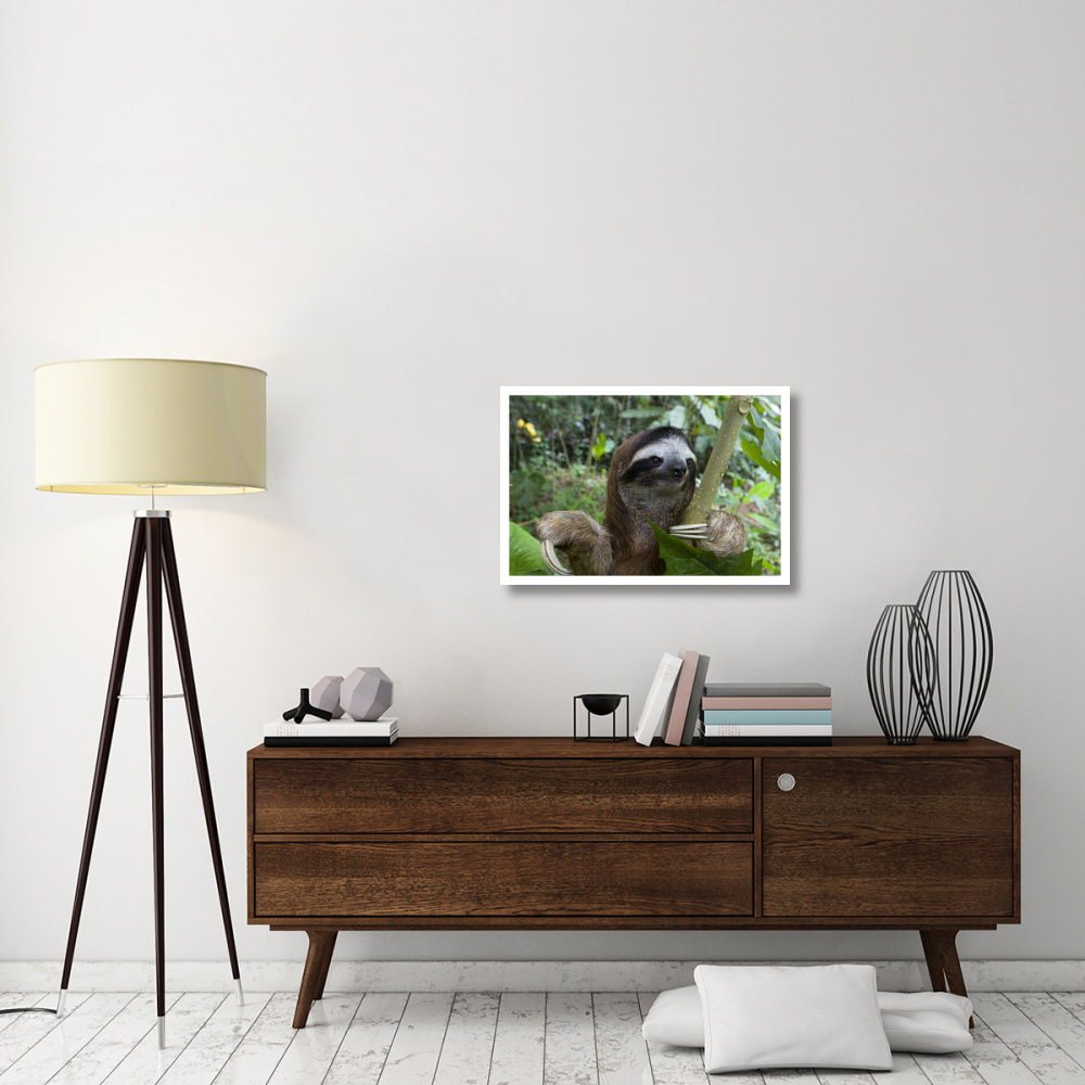 Brown-throated Three-toed Sloth male, Aviarios Sloth Sanctuary, Costa Rica-Paper Art-32&quotx22"