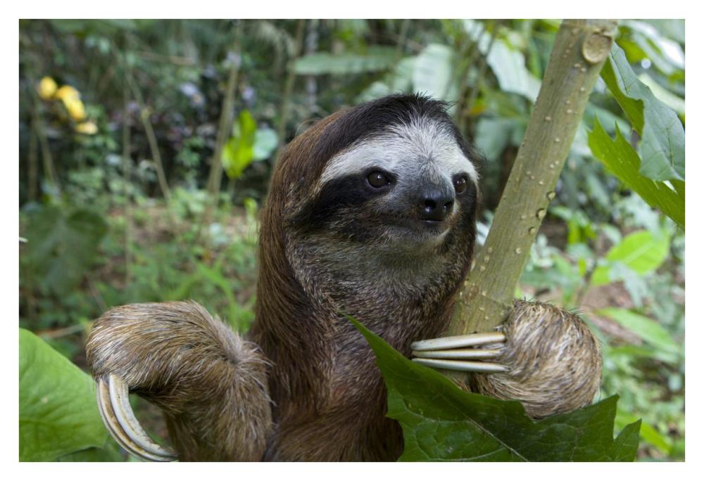 Brown-throated Three-toed Sloth male, Aviarios Sloth Sanctuary, Costa Rica-Paper Art-38"x26"