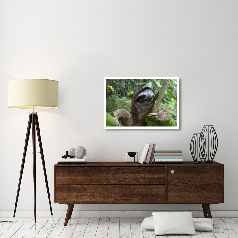 Brown-throated Three-toed Sloth male, Aviarios Sloth Sanctuary, Costa Rica-Paper Art-38&quotx26"