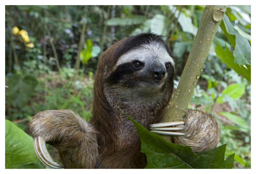 Brown-throated Three-toed Sloth male, Aviarios Sloth Sanctuary, Costa Rica-Paper Art-50"x34"