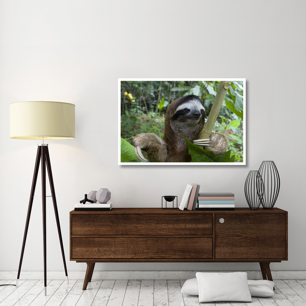Brown-throated Three-toed Sloth male, Aviarios Sloth Sanctuary, Costa Rica-Paper Art-50&quotx34"