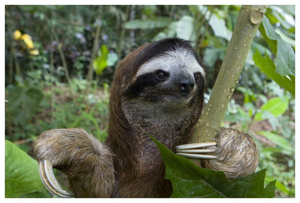 Brown-throated Three-toed Sloth male, Aviarios Sloth Sanctuary, Costa Rica-Paper Art-62"x42"