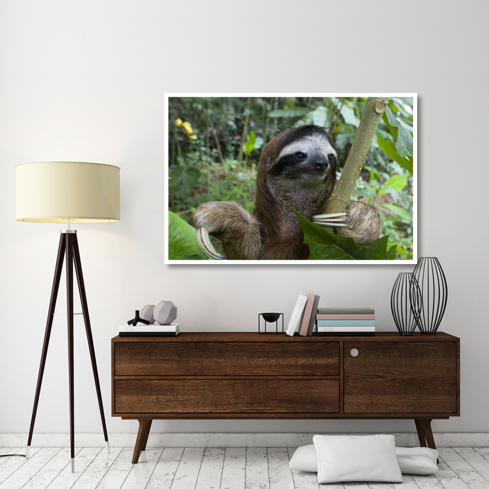 Brown-throated Three-toed Sloth male, Aviarios Sloth Sanctuary, Costa Rica-Paper Art-62&quotx42"