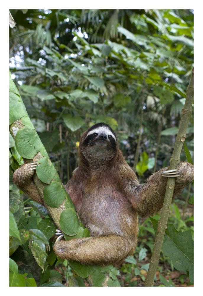 Brown-throated Three-toed Sloth male, Aviarios Sloth Sanctuary, Costa Rica-Paper Art-22"x32"