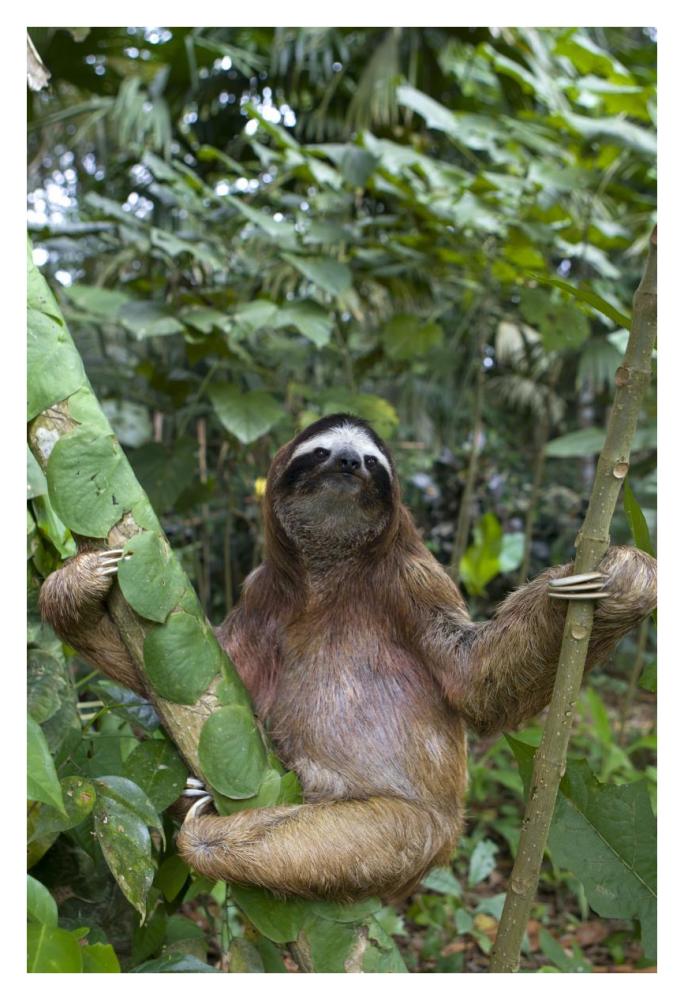 Brown-throated Three-toed Sloth male, Aviarios Sloth Sanctuary, Costa Rica-Paper Art-26"x38"