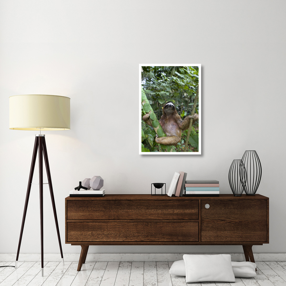 Brown-throated Three-toed Sloth male, Aviarios Sloth Sanctuary, Costa Rica-Paper Art-26&quotx38"