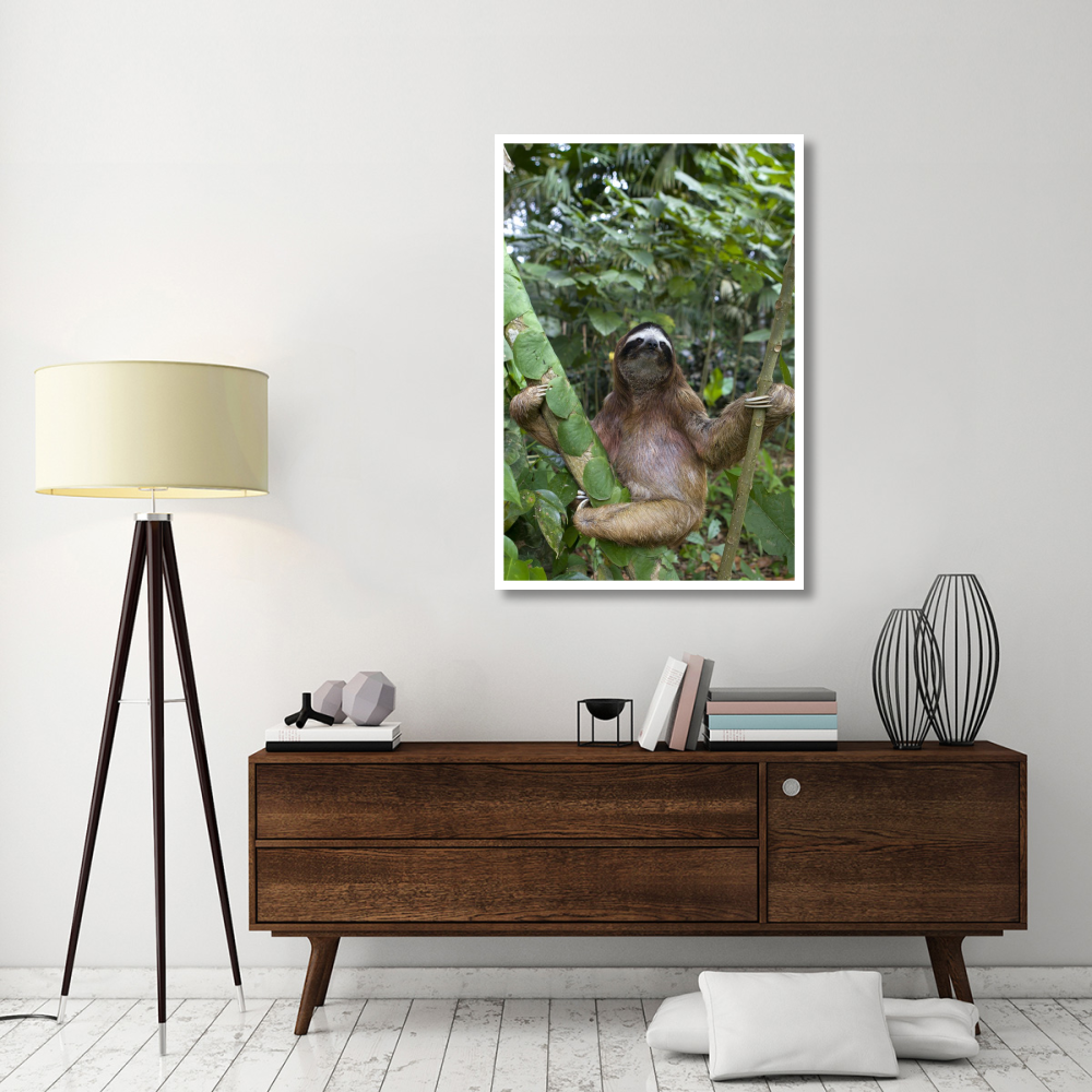 Brown-throated Three-toed Sloth male, Aviarios Sloth Sanctuary, Costa Rica-Paper Art-34&quotx50"