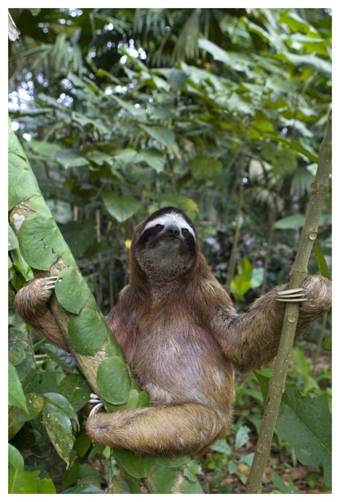 Brown-throated Three-toed Sloth male, Aviarios Sloth Sanctuary, Costa Rica-Paper Art-42"x62"
