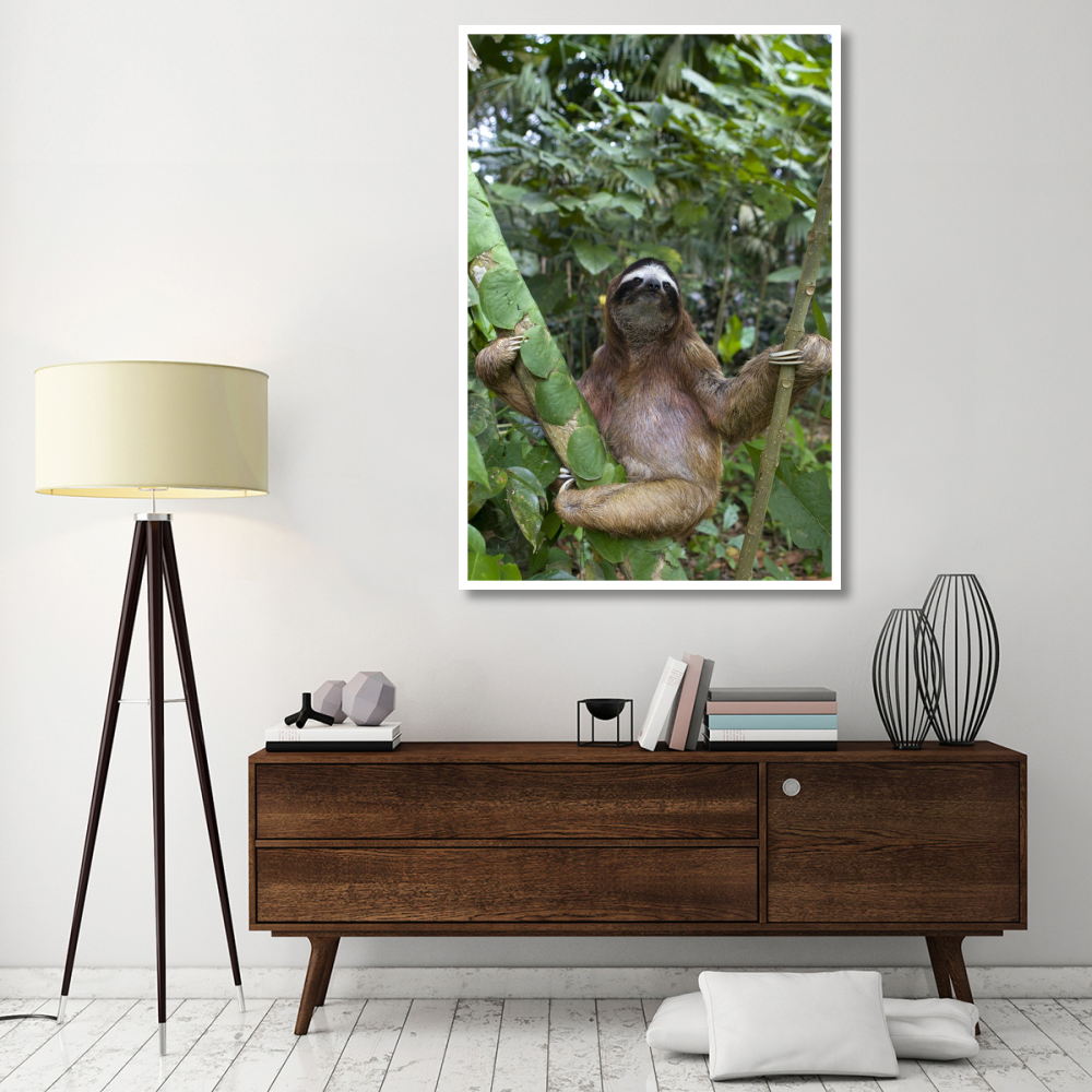 Brown-throated Three-toed Sloth male, Aviarios Sloth Sanctuary, Costa Rica-Paper Art-42&quotx62"