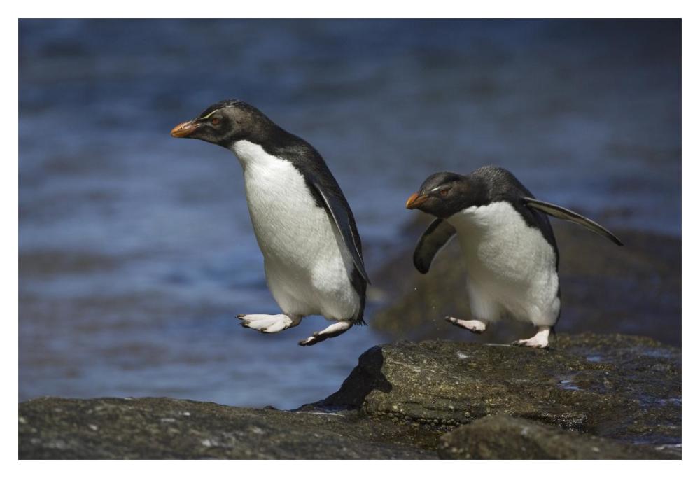 Rockhopper Penguin hopping from rock to rock, New Island, Falkland Islands-Paper Art-20"x14"