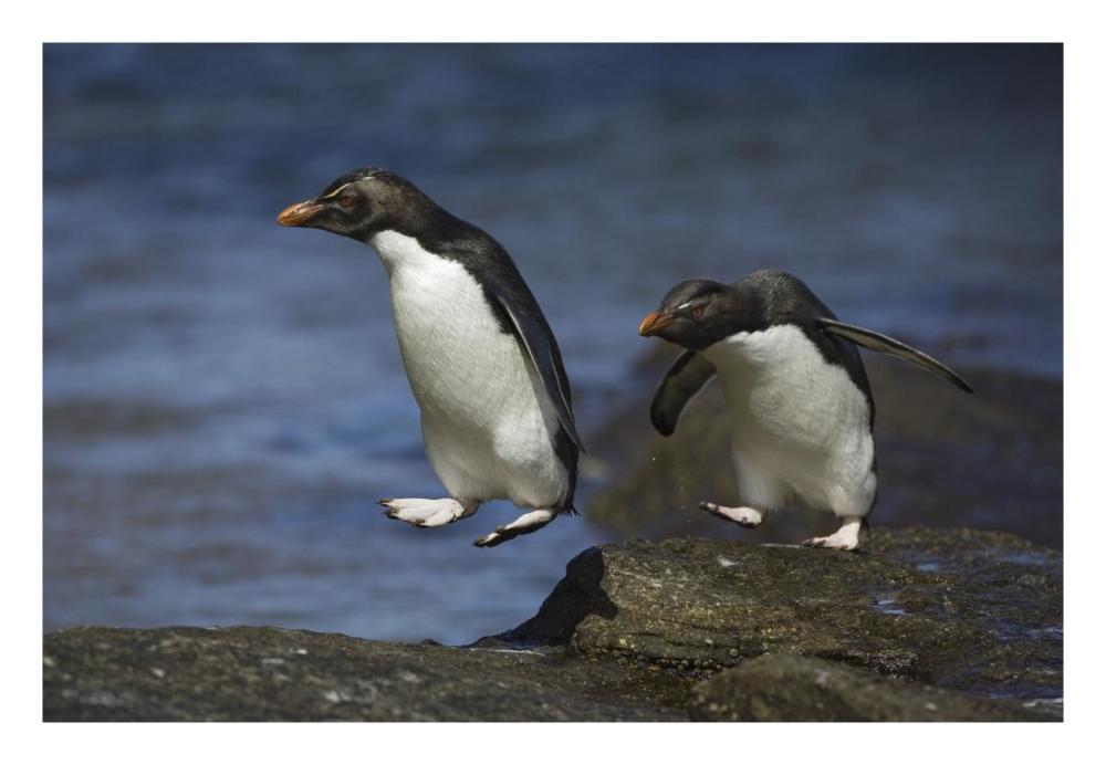 Rockhopper Penguin hopping from rock to rock, New Island, Falkland Islands-Paper Art-26"x18"